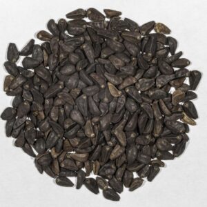 Buy Morning Glory Seeds Online